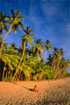 plage de la Guyane