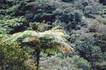 for&ecirc;t tropicale