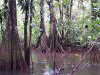 marais de la rivière Kaw