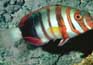 poissons exotique