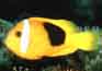 poissons exotiques